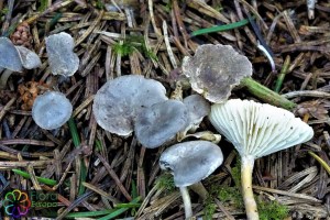 Clitocybe trulliformis (1)